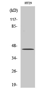 TGFβ1 Polyclonal Antibody[4149