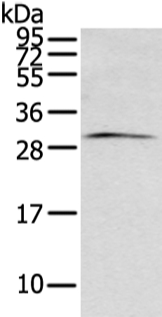 ZFAND2B Antibody[43206]