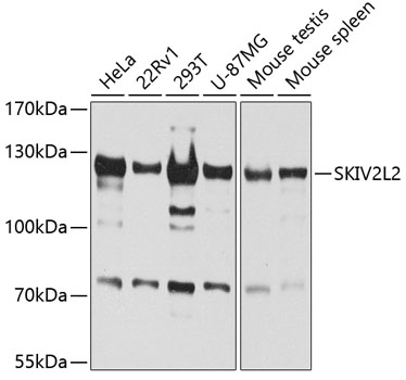 MTR4 antibody[38672]