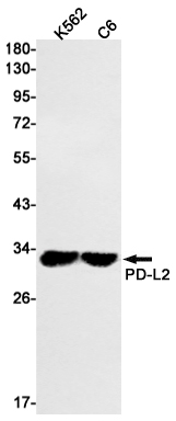PD L2 Rabbit mAb[52013]