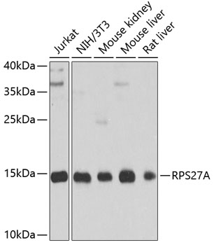 RPS27A antibody[38336]