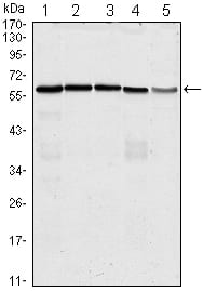 CDC25C Mouse mAb[63440]