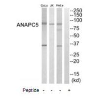 ANAPC5 Antibody[35242]