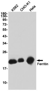 Ferritin Heavy Chain Rabbit mA