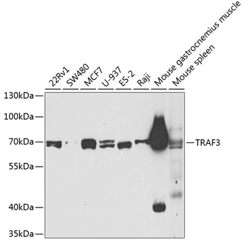 TRAF3 antibody[38574]