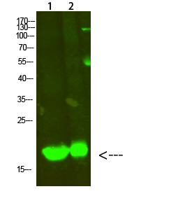MYL2 Polyclonal Antibody[46911