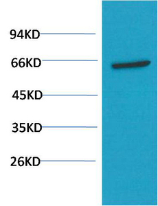 AKT Mouse Monoclonal Antibody(