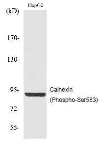 Calnexin (Phospho-Ser583) Poly