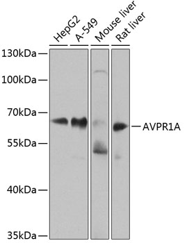 AVPR1A Rabbit Polyclonal Antib