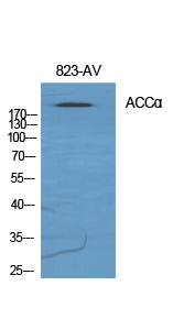 ACCα Polyclonal Antibody[40539