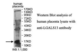 LGALS13 Antibody[39876]