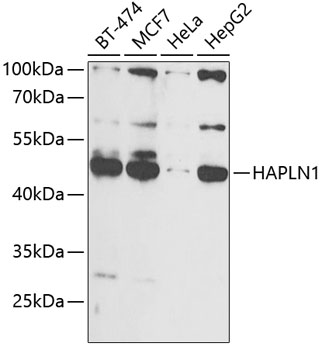 HAPLN1 Rabbit Polyclonal Antib