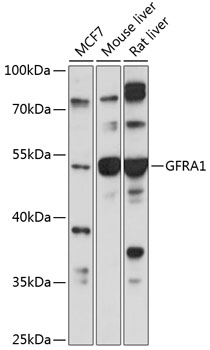 GFRA1 Rabbit Polyclonal Antibo