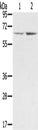 STXBP1 Antibody[43334]