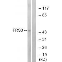 FRS3 Antibody[34249]