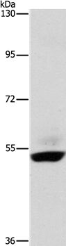 STK40 Antibody[36201]