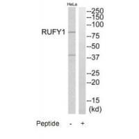 RUFY1 Antibody[35009]