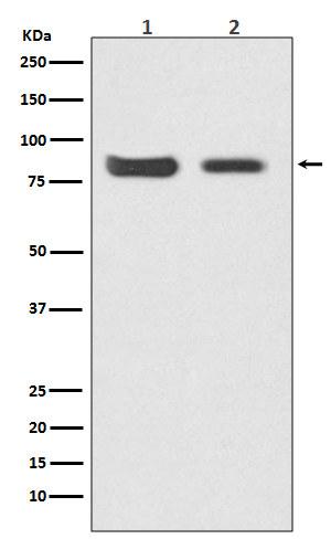 Mitofusin 2 Rabbit mAb[56132]