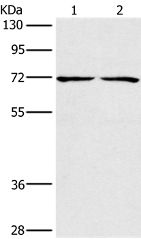 CHRNA4 Antibody[35829]