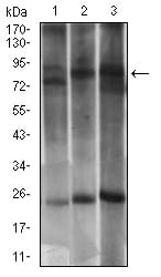 DNM1L Mouse mAb[63558]