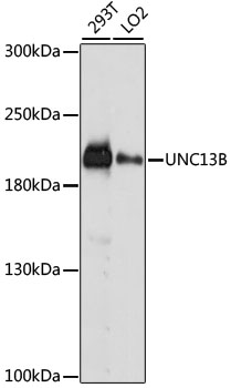 UNC13B Rabbit Polyclonal Antib