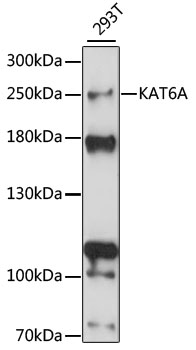 KAT6A Polyclonal Antibody[2919