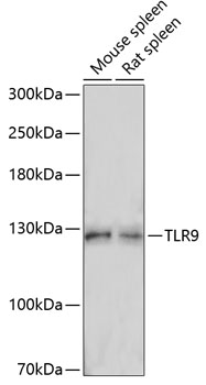 TLR9 Rabbit Polyclonal Antibod
