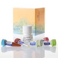 Glutamate-Glo™ 谷氨酸检测系统