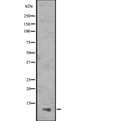 ASC2 Antibody[45058]