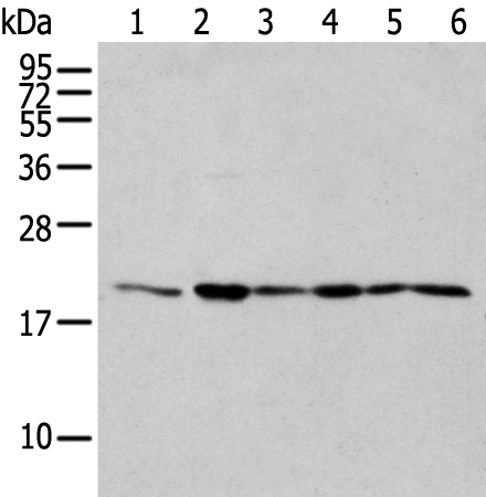 EEF1E1 Antibody[42964]