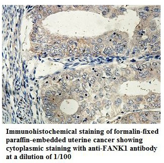 FANK1 Antibody[39853]