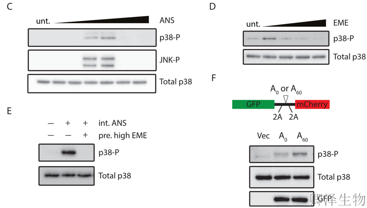 【核糖体碰撞-经典研究】 |细胞中的
