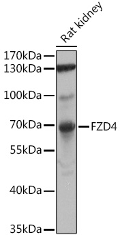 FZD4 Rabbit Polyclonal Antibod