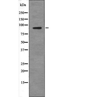 SP1 (Phospho-Thr278) Antibody[