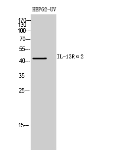 IL-13Rα2 Polyclonal Antibody[4