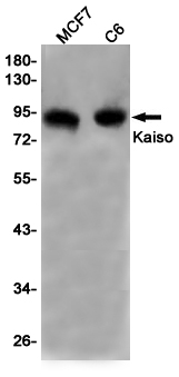 Kaiso Rabbit mAb[52379]