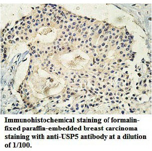 USP5 Antibody[39748]