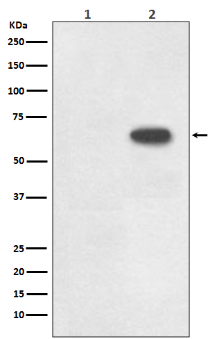 Cdc6 (Phospho-Ser54) Rabbit mA
