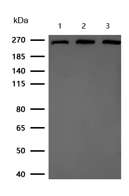 CSPG4 Rabbit mAb[59290]