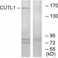 CUTL1 Antibody[33764]
