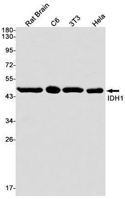 IDH1 Rabbit mAb[52017]