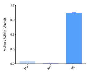 BMDM巨噬细胞诱导M1和M2型极化后，检测细胞内精氨酸酶活性