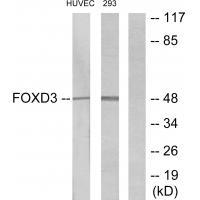 FOXD3 Antibody[34110]