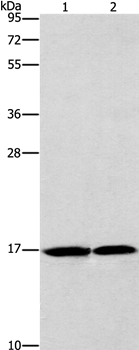 GMFG Antibody[36200]