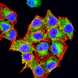 CD3D Mouse mAb[63388]