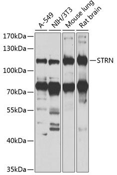 STRN Rabbit Polyclonal Antibod