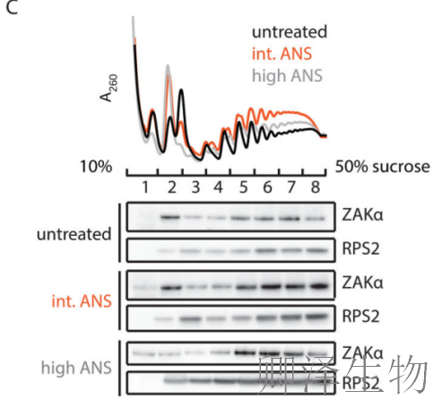 【核糖体碰撞-经典研究】 |细胞中的