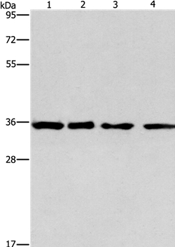 INHBC Antibody[35781]