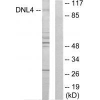 DNL4 Antibody[34266]