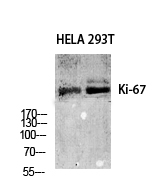 Ki-67 Polyclonal Antibody[4109